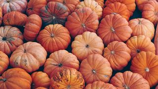 Dovleac pentru plăcintă