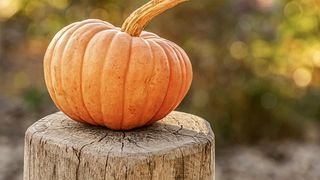 Dovleac pentru plăcintă