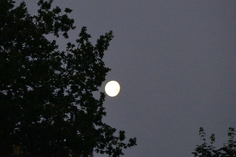 Fazele lunii noiembrie 2024