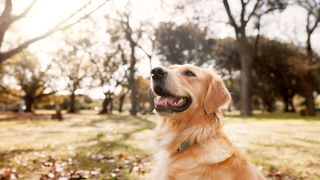 VIDEO Accesoriul care promite să transforme lătratul în vorbe! Zgarda care „traduce” gândurile câinilor