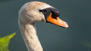 lebada, italia, roman acuzat 