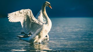 lebada, italia, roman acuzat 