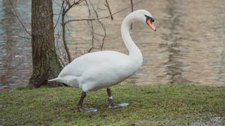 Un român din Italia, în centrul unui scandal monstru. Bărbatul, bănuit că a ademenit o lebădă, după care a mâncat-o: „Pasărea locuia liniștită”