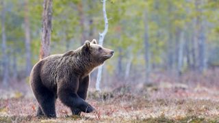 Un bărbat de 67 de ani, atacat de urs! Victima  a fost grav rănită la cap