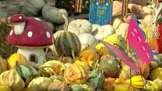 VIDEO Decor de mii de like-uri &icirc;n D&acirc;mbovița. Doamna Vasilica a rupt internetul cu dovlecii de care are mare grijă