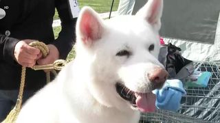 VIDEO C&acirc;inii s-au &icirc;ntrecut &icirc;n frumusețe