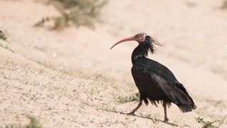 O specie de pasăre care a dispărut de 300 de ani din Europa, descoperită de cur&acirc;nd pe acoperișul unei case din Franța. Specialiștii sunt impresionați