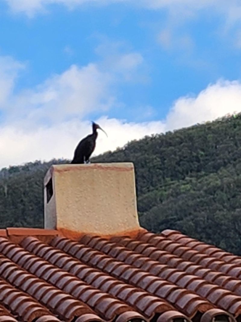 pasare rara, animal disparut, franta 