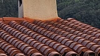 pasare rara, animal disparut, franta 