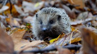 arici, animale in pericol, cale de disparitie 