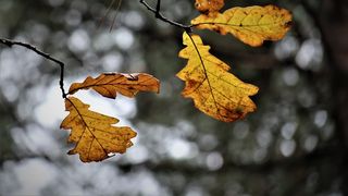 Prognoza meteo pentru noiembrie 2024: Temperaturi ridicate și precipitații relativ frecvente