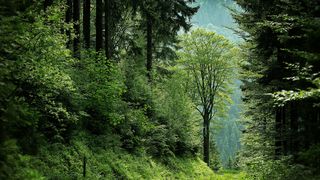 padure, remediu natural, boli, mihaela bilic 