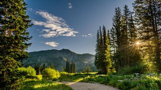 SILVOterapia, remediul japonez care te scapă de stres. Mihaela Bilic spune ce este această metodă naturală și ce beneficii ne aduce în lupta cu grijile zilnice sau cu anumite boli