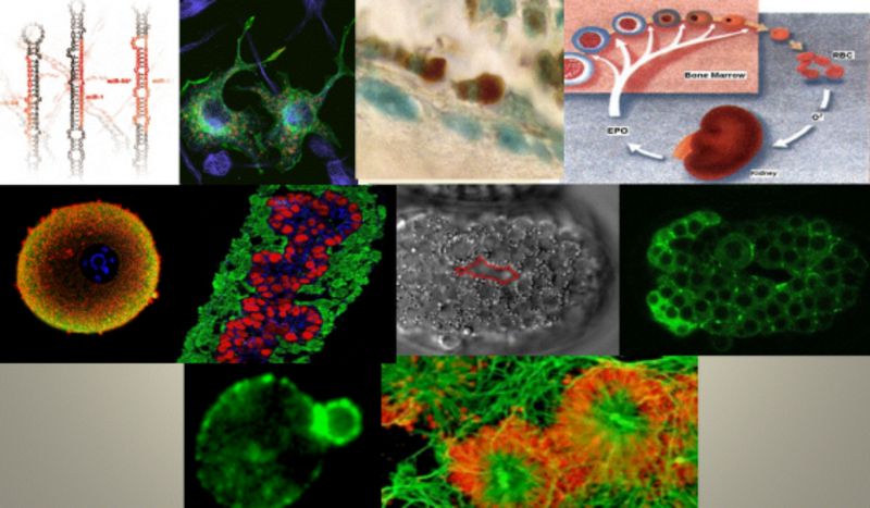 Secretul din lupta împotriva tumorilor maligne
