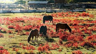 Orașul care pare desprins din basme. Deși îi cucerește pe toți turiștii, nu multă lume a auzit de el