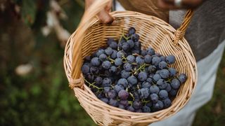 struguri, fructe, toamna 