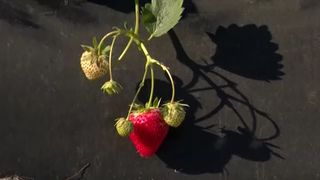 VIDEO Românii ar putea avea pe masa de 1 Decembrie căpșuni românești