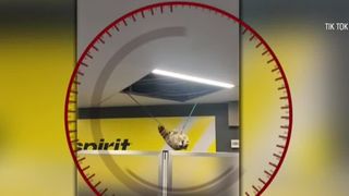 VIDEO Turiștii dintr-un aeroport s-au trezit cu un raton printre ei. Micuțul animal a căzut prin tavan