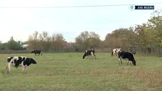 VIDEO „Prețurile mi se par teribil de mari”. Laptele și brânza, mai scumpe din cauza secetei