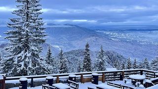 Cod galben de ninsori / noiembrie 2024