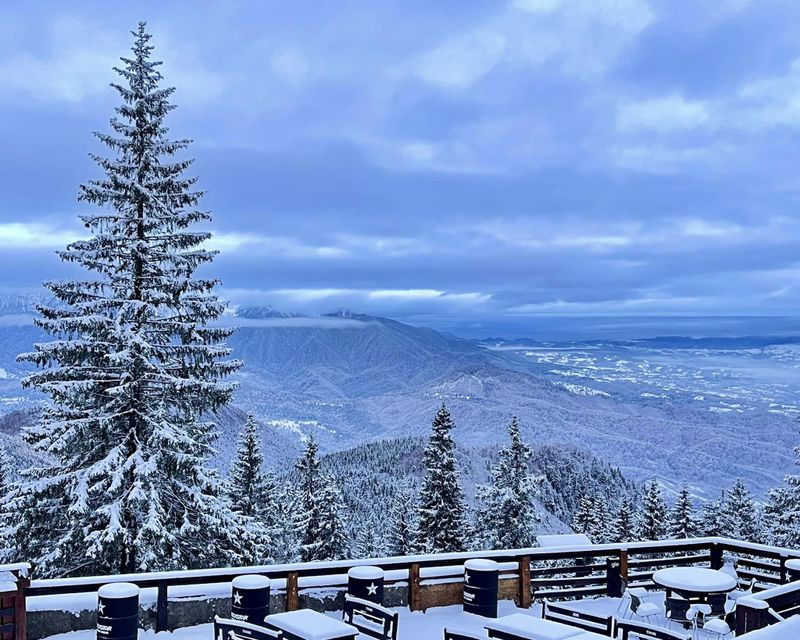 Cod galben de ninsori / noiembrie 2024