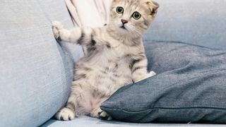 VIDEO Două pisicuțe au ajuns de urgență la veterinar după ce s-au intoxicat cu stupefiante. Polițiștii au deschis o anchetă