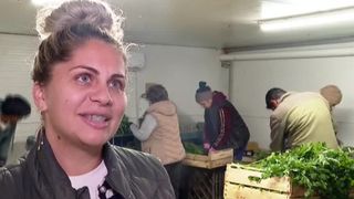 VIDEO Fermierii țin pasul cu tehnologia. Cum se leagă, mai nou,pătrunjelul și ceapa verde