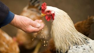 cocos, pasare, amenda, marea britanie 