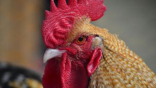 Un cocoș a torturat mai mulți oameni nopți la r&acirc;nd. Proprietarul păsării e acum bun de plată