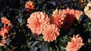 Cum &icirc;ți amenajezi propria grădină de vis? Top 3 pași de urmat