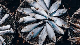 Azi, 21 noiembrie 2024 este dezlegare la pește. Trei rețete simple cu macrou