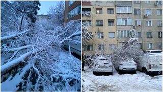 Prima ninsoare a făcut primele pagube. Mai multe mașini au fost avariate după ce copacii s-au rupt sub greutatea zăpezii