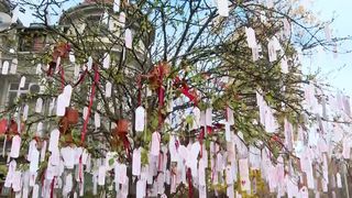 VIDEO &bdquo;Toată lumea era plină de speranță&rdquo;. Copacul unde dorințele prind aripi