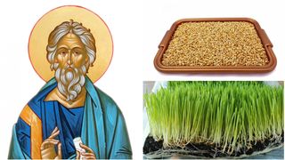 Când se pune grâul la încolțit de Sf. Andrei