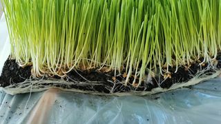 Când se pune grâul la încolțit de Sf. Andrei