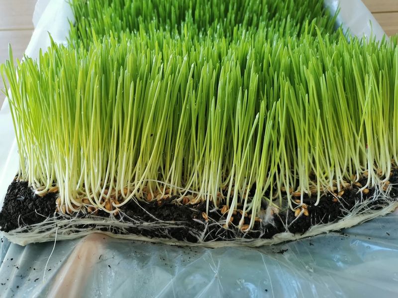 Când se pune grâul la încolțit de Sf. Andrei