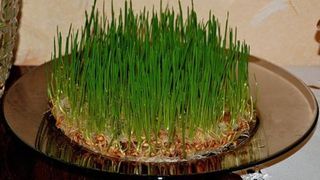 Tradiții de Sf&acirc;ntul Andrei 2024