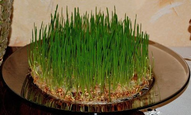 Tradiții de Sfântul Andrei 2024