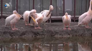 VIDEO &bdquo;Au &icirc;nceput să nu mai migreze&rdquo;. Multe păsări renunță la țările calde