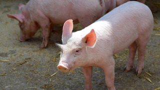 C&acirc;t costă pe un porc de 100-150 kg. &icirc;nainte de Crăciun 2024?