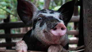 C&acirc;t costă pe un porc de 100-150 kg. &icirc;nainte de Crăciun 2024?