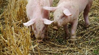 Cât costă un porc de 100-150 kg înainte de Crăciun 2024?