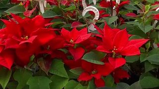 VIDEO Crăciunițele, florile momentului. Planta viu colorată e nelipsită &icirc;n această perioadă din casele rom&acirc;nilor 