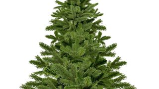 Cât costă un brad de Crăciun în 2024?