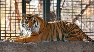 Bărbatul, &icirc;n v&acirc;rstă de 50 de ani, ar fi pătruns &icirc;n țarcul tigrilor