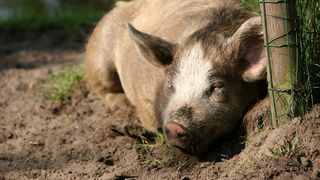 C&acirc;nd se taie porcul pentru Crăciun 2024