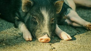 De unde poți să cumperi un porc de Crăciun &icirc;n 2024?