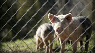 pesta porcina, porci, ignat, pomana porcului 