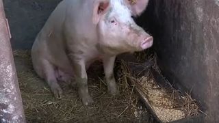 pesta porcina, porci, ignat, pomana porcului 