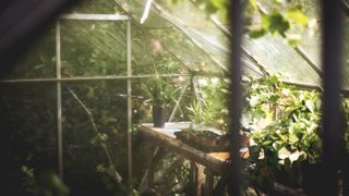 Ghid pentru &icirc;ncepători: cum să construiești o seră acasă